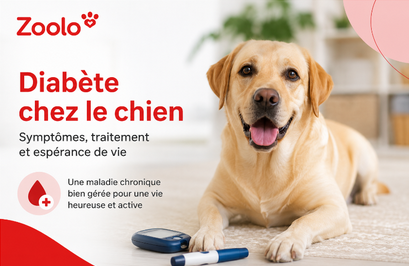 Diabète chez le chien : symptômes, traitement et espérance de vie