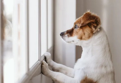Peut-on laisser un chiot seul à la maison ? 🐶🏠