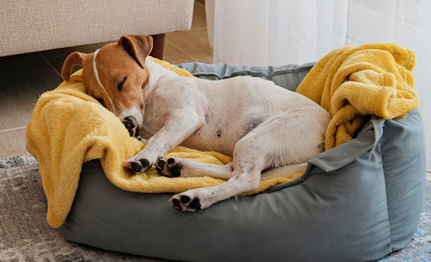 Mon chien détruit tout quand il reste seul : que faire ? 🐶🏠