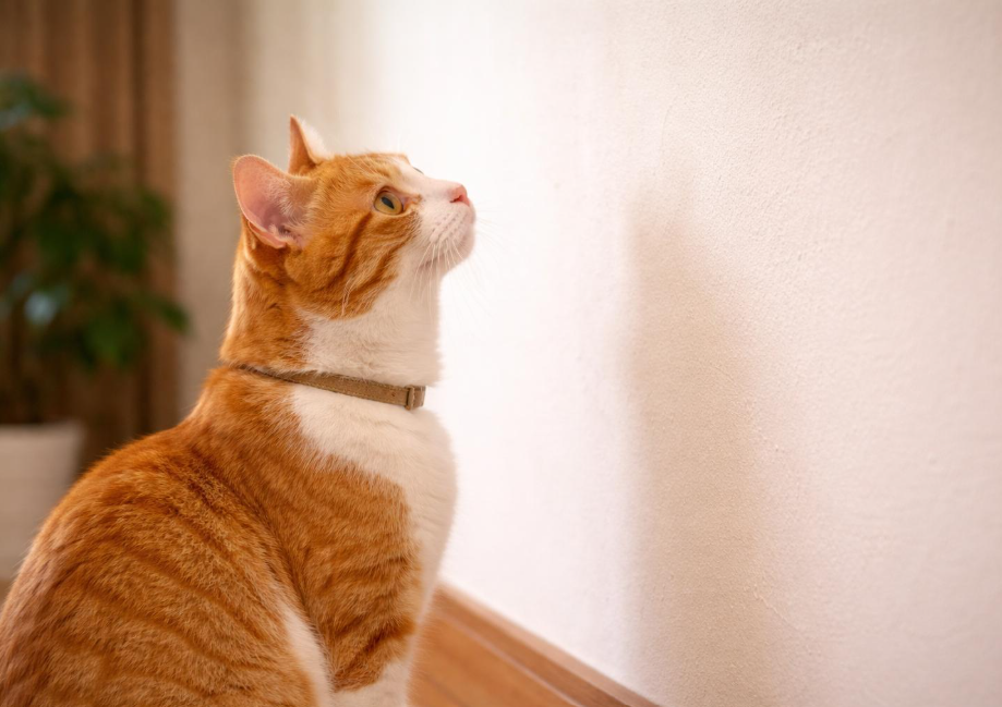 Pourquoi mon chat fixe un mur ?