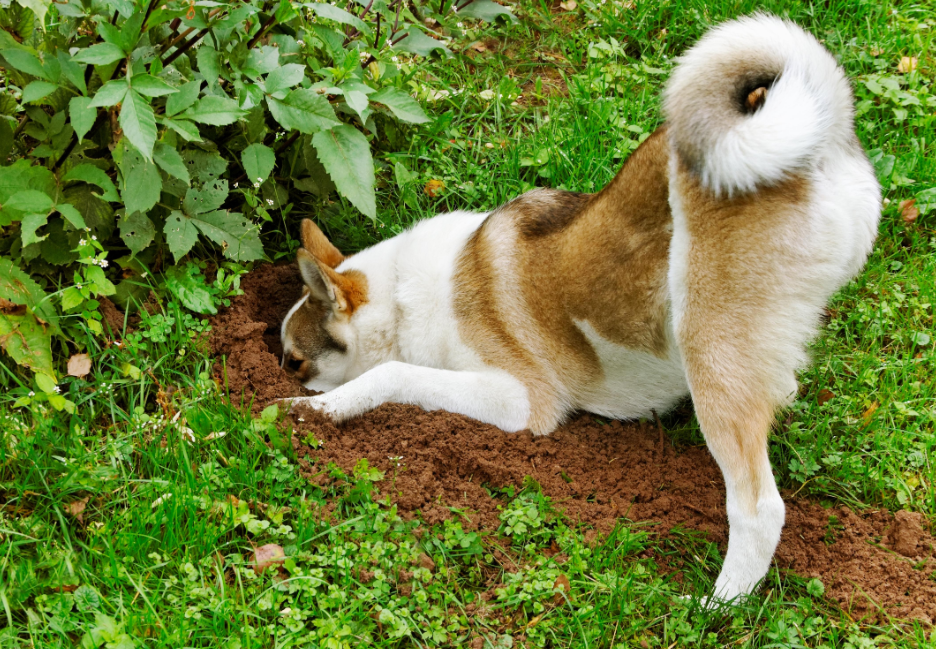 Pourquoi mon chien cache ses jouets ?