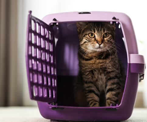 Comment transporter un chat sans stress ? 🐱🚗 Guide vétérinaire complet pour un voyage serein