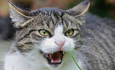 Mon chat est agressif : comprendre son comportement et retrouver une relation sereine 🐱
