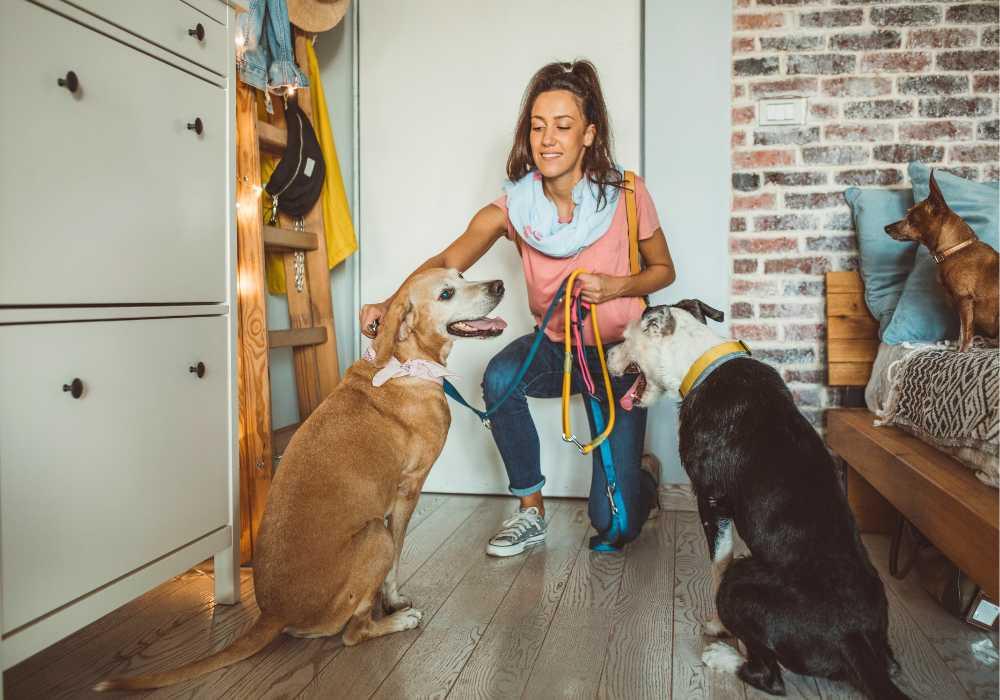 🐾 Pourquoi certaines demandes de garde n’aboutissent pas (et comment mettre toutes les chances de votre côté)