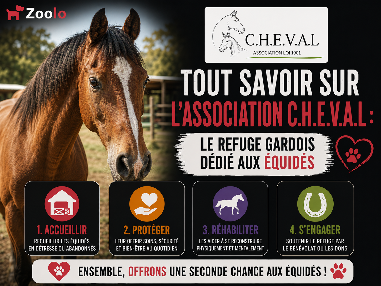 🐴 Tout savoir sur l'association C.H.E.V.A.L : le refuge gardois dédié aux équidés (Association C.H.E.V.A.L)