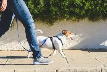🚶🐾 Les promenades pour chiens : fréquence, durée et conseils pour un chien heureux et équilibré