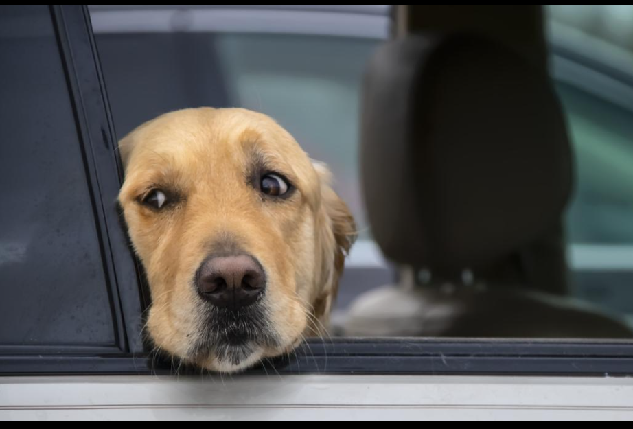Mal des transports et anxiété en voiture : 14 astuces pour apaiser les trajets de votre chien