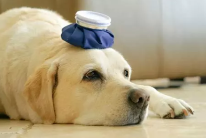 Mon animal est différent après une garde : pourquoi ?