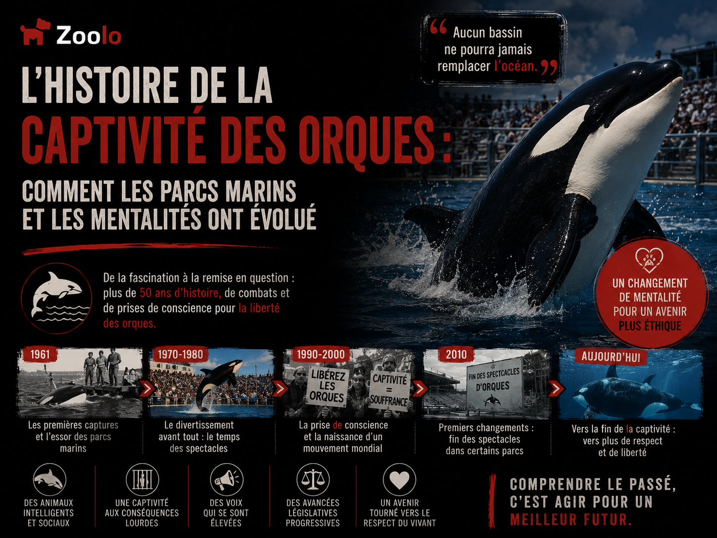 L'histoire de la captivité des orques : Comment les parcs marins et les mentalités ont évolué