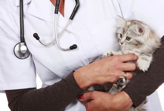🚨 Urgent : Comment trouver un vétérinaire de garde en urgence ? Le guide vital 🐾