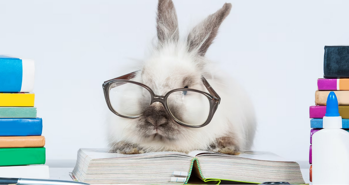 🐰 COMMENT ÉVITER UNE “CRISE CARDIAQUE” CHEZ LE LAPIN : GUIDE VÉTÉRINAIRE COMPLET (BÉBÉ, ADULTE, SENIOR)