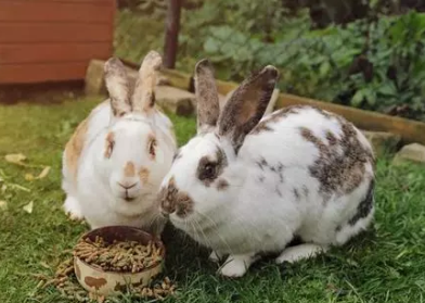🐰 Les erreurs les plus fréquentes avec un lapin