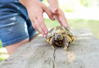 🐢 J’ai trouvé une tortue dans mon jardin : que faire ? Est-ce une tortue de terre ou d’eau ?