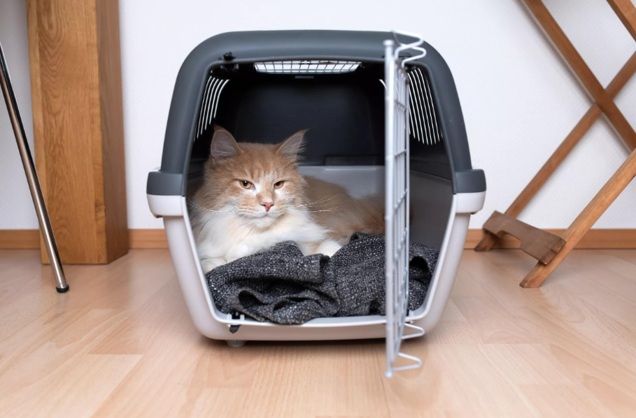 🐱 Comment transporter un chat très stressé ?