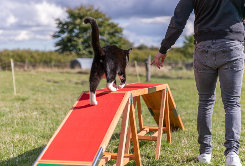 Le parcours d'obstacles félin (Agility pour chat) : Un sport ludique pour stimuler votre compagnon