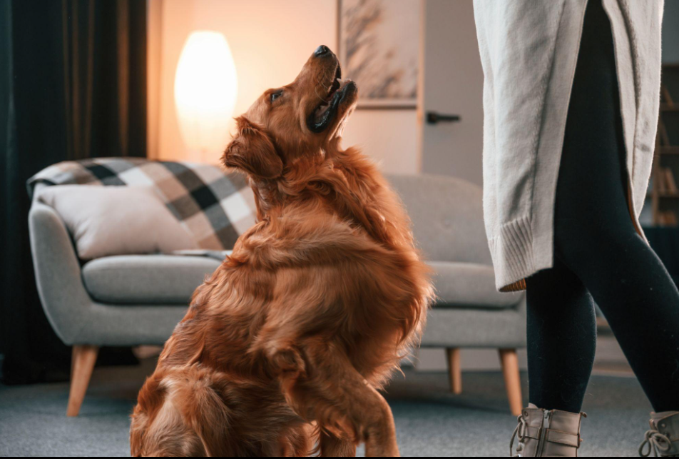 Pourquoi mon chien me suit jusque dans les toilettes ?