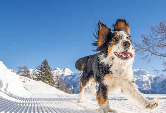 Amener son chien à la neige : conseils, précautions et alternatives en hiver