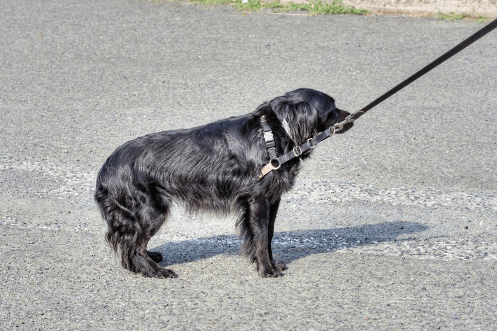 🐶 Pourquoi mon chien refuse de sortir certains jours ?