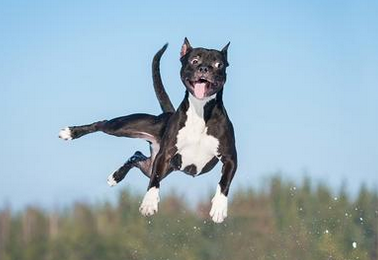 Chien hyperactif : comment l’aider à se calmer ? 🐶⚡