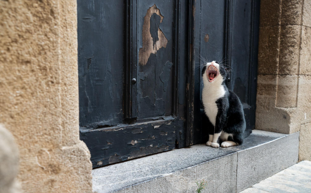 Pourquoi mon chat miaule devant la porte ?