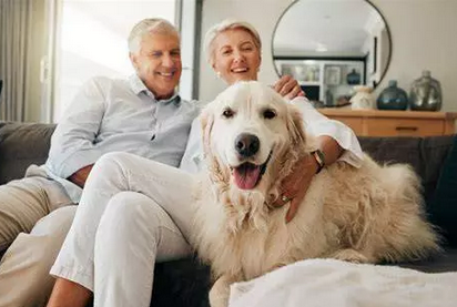 🐾 Les besoins spécifiques des chiens âgés