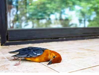 Un oiseau s'est cogné contre votre vitre : que faire pour lui sauver la vie ? 🐦🪟