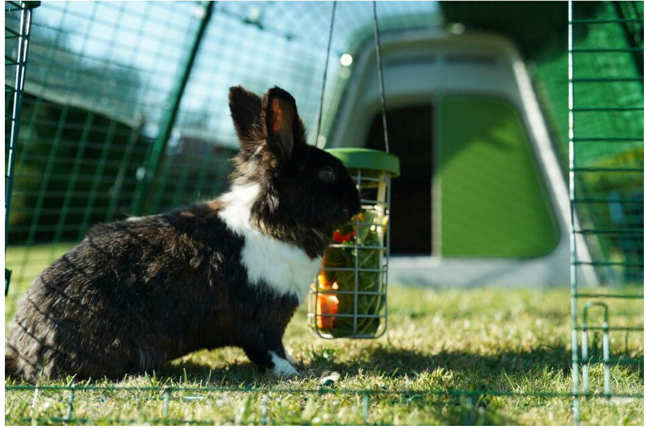 🐰 ALIMENTATION DU LAPIN : GUIDE VÉTÉRINAIRE COMPLET (BÉBÉ, ADULTE, SENIOR)