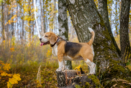 Comment socialiser un chiot : guide complet et conseils