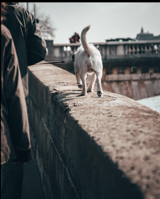 🎨 Musée d'Orsay avec un chien : peut-on visiter le musée avec son animal ?
