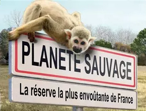 🦁🐾 Planète Sauvage avec un chien : faut-il l'emmener ou le faire garder ?