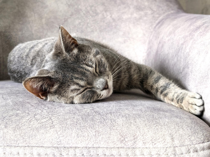 🌙 À quoi les animaux rêvent-ils ?