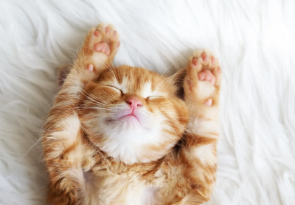 Mon chat est-il heureux ? Les signes décryptés par la science pour comprendre le bonheur félin 🐱