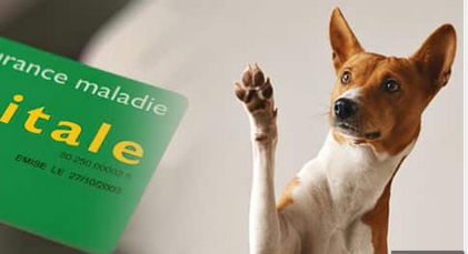 🐾 Les assurances pour animaux en garde : est-ce nécessaire ? Guide Complet et Juridique 🛡️