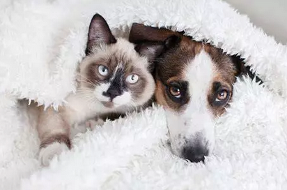 🐶🐱 Qui coûte le plus cher entre un chien et un chat ? Comparatif complet 2026