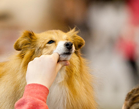 Les coulisses des concours canins : Comment prépare-t-il un chien de compétition ?