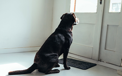 Comment habituer un chiot à rester seul ? 🐶🌿