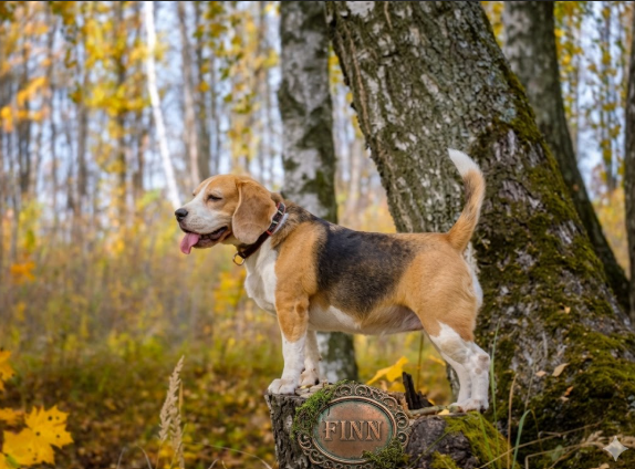 Comment socialiser un chiot : guide complet et conseils