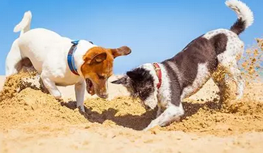 Comment présenter deux chiens pour la première fois ? 🐶🐶
