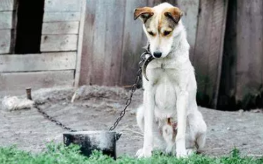 🚨 Témoin de maltraitance animale : que faire immédiatement ?