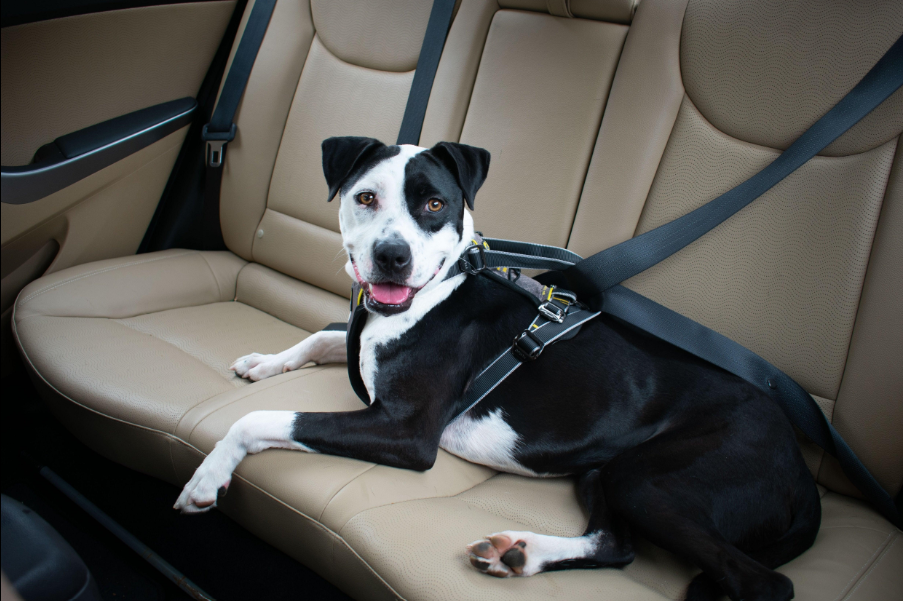 🦺 Ceinture, harnais ou caisse : comment sécuriser son chien en voiture ?