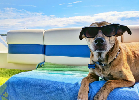 Partir en vacances avec son chien demande de la préparation. Découvrez les meilleures régions, randonnées et conseils vétérinaires pour voyager sereinement avec votre compagnon.