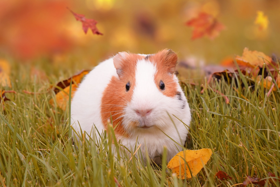 Les NAC en chiffres : Statistiques et tout savoir sur les Nouveaux Animaux de Compagnie