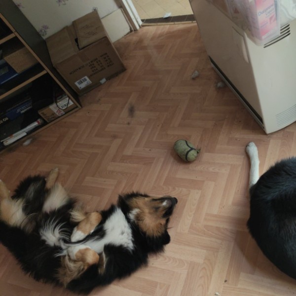 Photo du logement