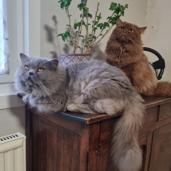 Photo du logement