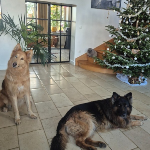 Photo du logement