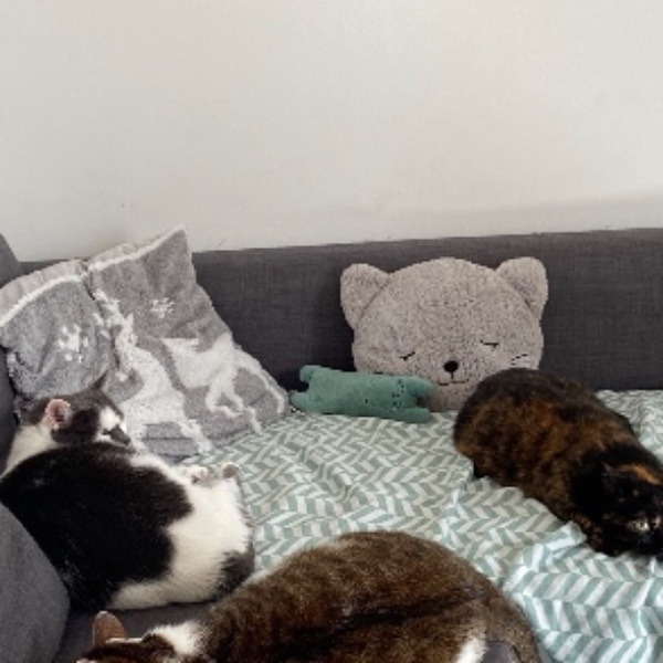 Photo du logement
