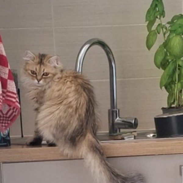 Photo du logement