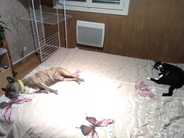 Photo du logement