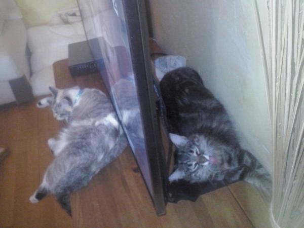 Photo du logement