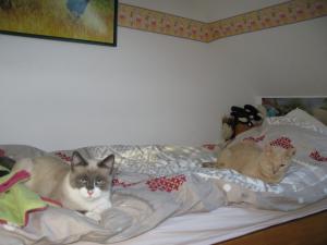 Photo du logement